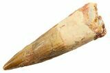 Fossil Spinosaurus Tooth - Real Dinosaur Tooth #364214-1